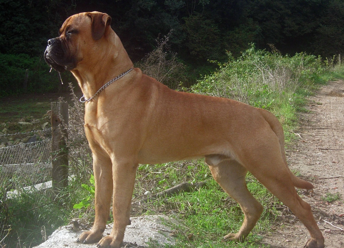 Bullmastiff